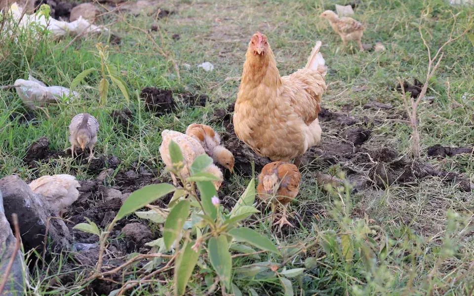 A free-range hen with her chicks scratching in the grass.