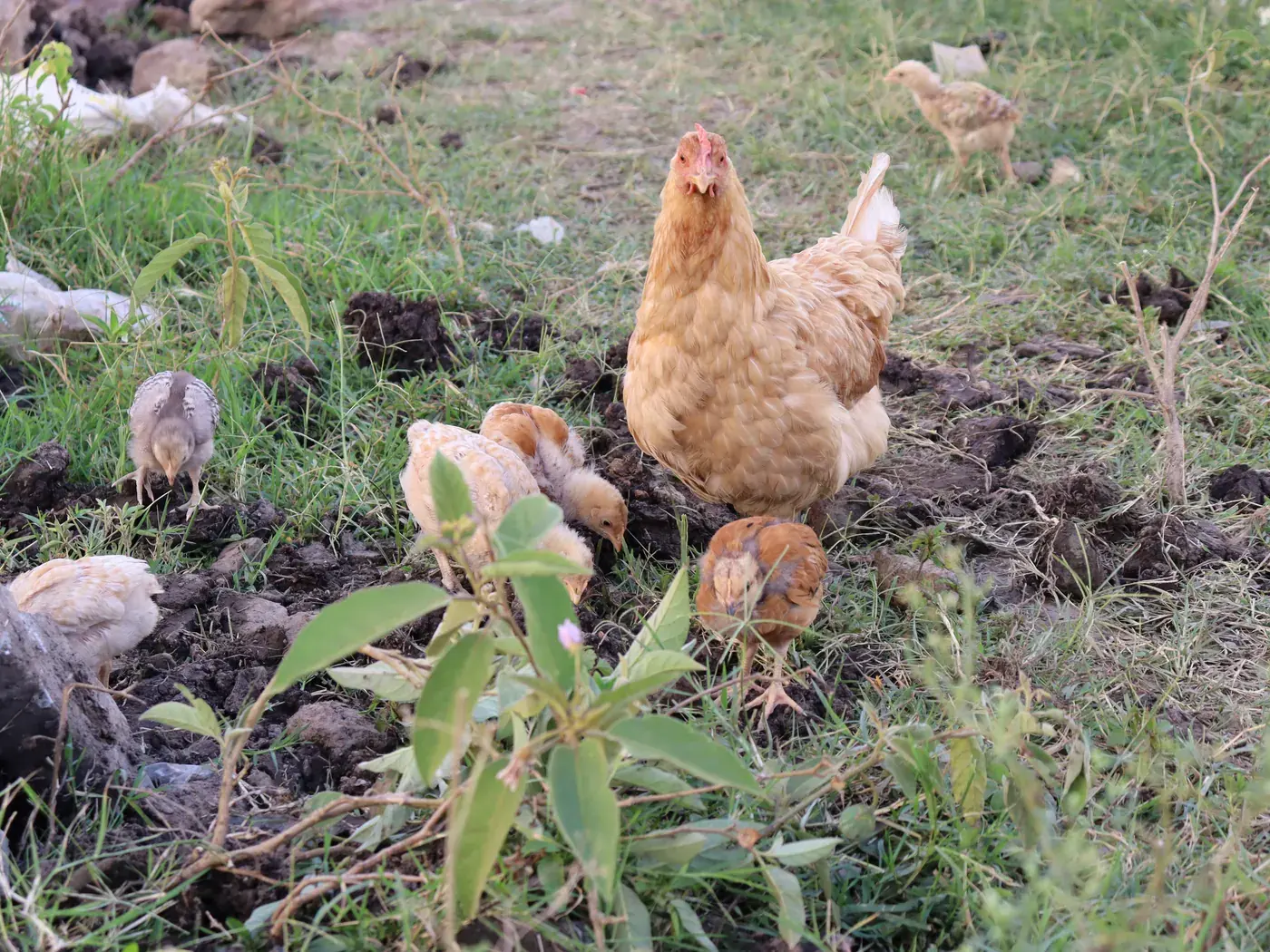 A free-range hen with her chicks scratching in the grass.