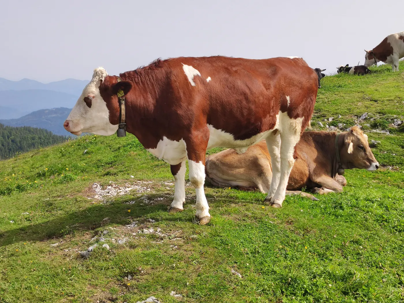 A brown and white cow standing on a green mountain pasture, with another lying behind it and hills in the distance.