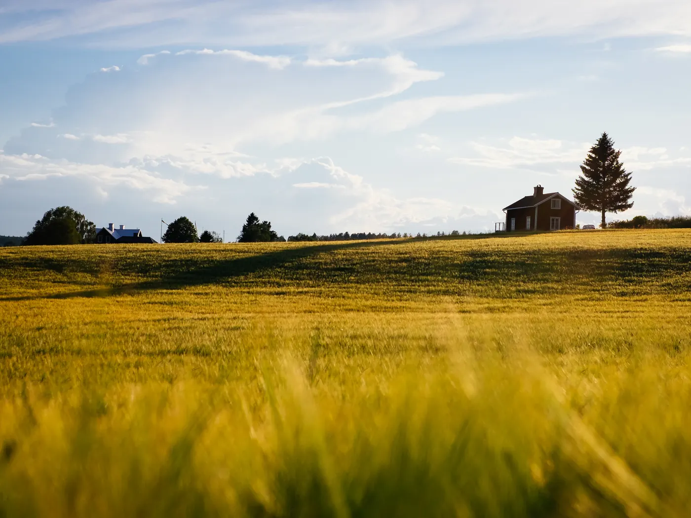 A field of ripening wheat under a wide evening sky, with a farmhouse and trees on the horizon.